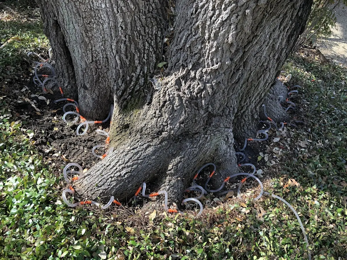 Detailed Tree Cabling and Bracing job site in Sumerco
