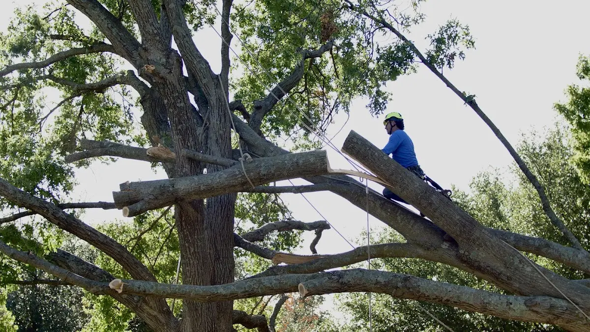 Professional Crown Thinning performed by certified arborists in Sumerco
